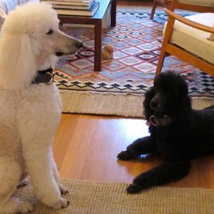 Meet your Posher, Leslie